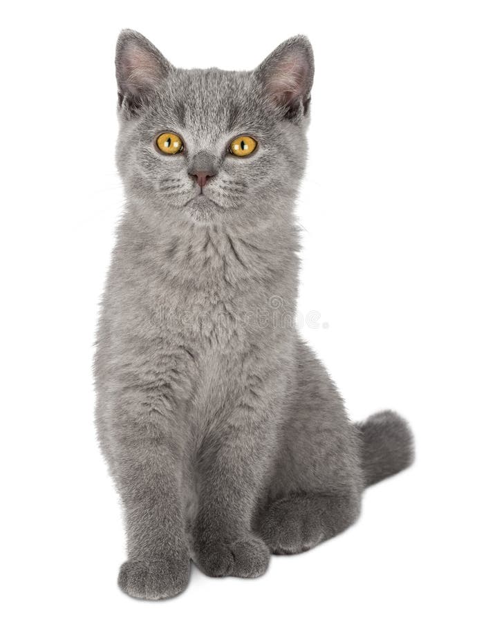 Πολύ χαριτωμένο μπλε βρετανικό γατάκι shorthair στοκ εικόνες