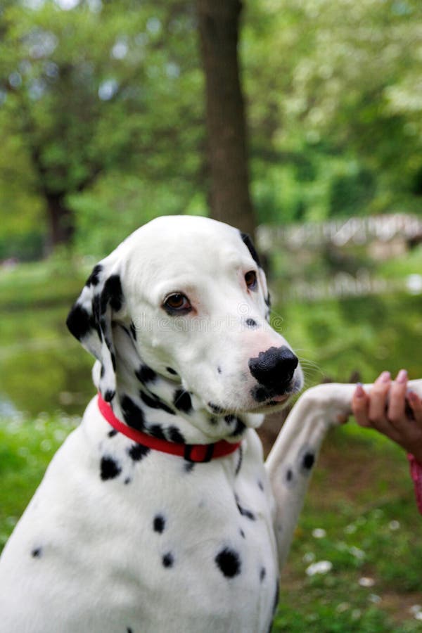 The Dalmatian is a breed of dog, which has a white coat marked with black or brown-coloured spots. Originating as a hunting dog, it was also used as a carriage dog in its early days. The origins of this breed can be traced back to present-day Croatia and its historical region of Dalmatia. The Dalmatian is a breed of dog, which has a white coat marked with black or brown-coloured spots. Originating as a hunting dog, it was also used as a carriage dog in its early days. The origins of this breed can be traced back to present-day Croatia and its historical region of Dalmatia.
