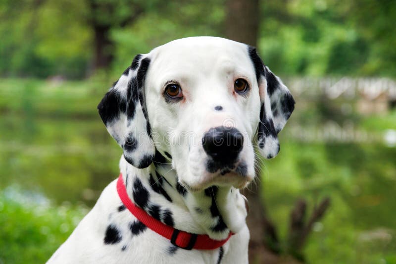 The Dalmatian is a breed of dog, which has a white coat marked with black or brown-coloured spots. Originating as a hunting dog, it was also used as a carriage dog in its early days. The origins of this breed can be traced back to present-day Croatia and its historical region of Dalmatia. The Dalmatian is a breed of dog, which has a white coat marked with black or brown-coloured spots. Originating as a hunting dog, it was also used as a carriage dog in its early days. The origins of this breed can be traced back to present-day Croatia and its historical region of Dalmatia.