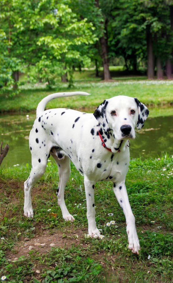 The Dalmatian is a breed of dog, which has a white coat marked with black or brown-coloured spots. Originating as a hunting dog, it was also used as a carriage dog in its early days. The origins of this breed can be traced back to present-day Croatia and its historical region of Dalmatia. The Dalmatian is a breed of dog, which has a white coat marked with black or brown-coloured spots. Originating as a hunting dog, it was also used as a carriage dog in its early days. The origins of this breed can be traced back to present-day Croatia and its historical region of Dalmatia.