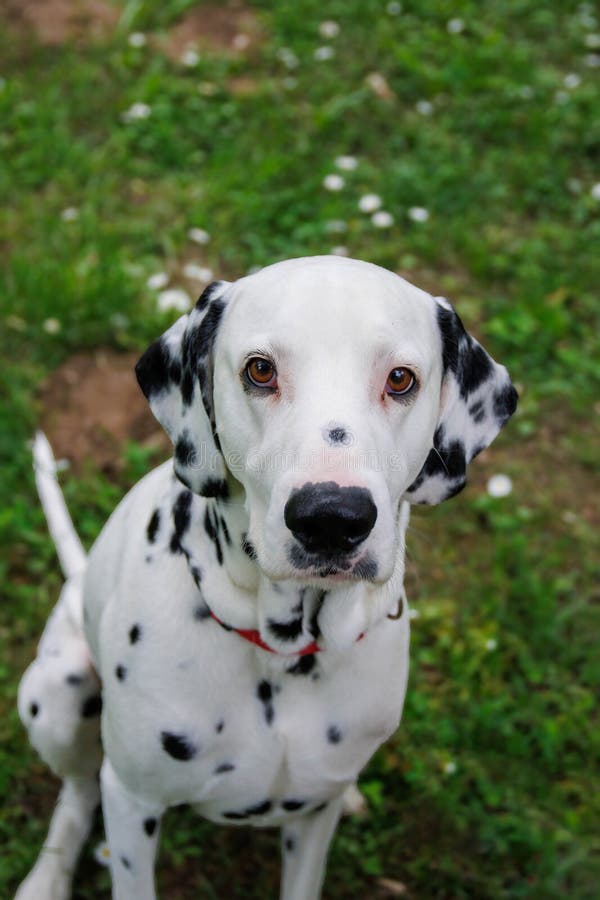 The Dalmatian is a breed of dog, which has a white coat marked with black or brown-coloured spots. Originating as a hunting dog, it was also used as a carriage dog in its early days. The origins of this breed can be traced back to present-day Croatia and its historical region of Dalmatia. The Dalmatian is a breed of dog, which has a white coat marked with black or brown-coloured spots. Originating as a hunting dog, it was also used as a carriage dog in its early days. The origins of this breed can be traced back to present-day Croatia and its historical region of Dalmatia.