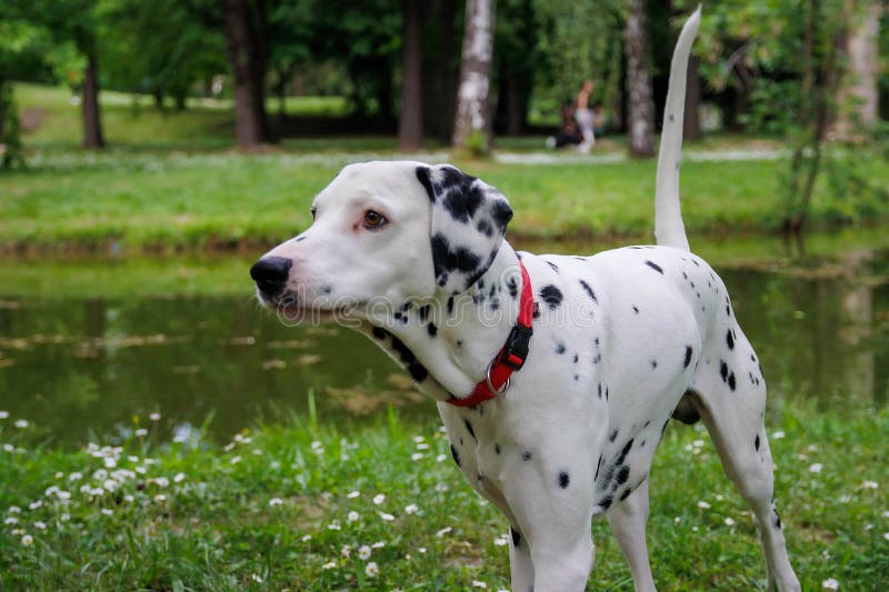 The Dalmatian is a breed of dog, which has a white coat marked with black or brown-coloured spots. Originating as a hunting dog, it was also used as a carriage dog in its early days. The origins of this breed can be traced back to present-day Croatia and its historical region of Dalmatia. The Dalmatian is a breed of dog, which has a white coat marked with black or brown-coloured spots. Originating as a hunting dog, it was also used as a carriage dog in its early days. The origins of this breed can be traced back to present-day Croatia and its historical region of Dalmatia.