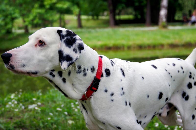 The Dalmatian is a breed of dog, which has a white coat marked with black or brown-coloured spots. Originating as a hunting dog, it was also used as a carriage dog in its early days. The origins of this breed can be traced back to present-day Croatia and its historical region of Dalmatia. The Dalmatian is a breed of dog, which has a white coat marked with black or brown-coloured spots. Originating as a hunting dog, it was also used as a carriage dog in its early days. The origins of this breed can be traced back to present-day Croatia and its historical region of Dalmatia.