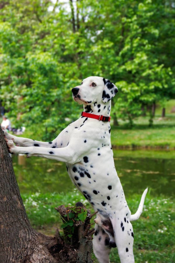 The Dalmatian is a breed of dog, which has a white coat marked with black or brown-coloured spots. Originating as a hunting dog, it was also used as a carriage dog in its early days. The origins of this breed can be traced back to present-day Croatia and its historical region of Dalmatia. The Dalmatian is a breed of dog, which has a white coat marked with black or brown-coloured spots. Originating as a hunting dog, it was also used as a carriage dog in its early days. The origins of this breed can be traced back to present-day Croatia and its historical region of Dalmatia.