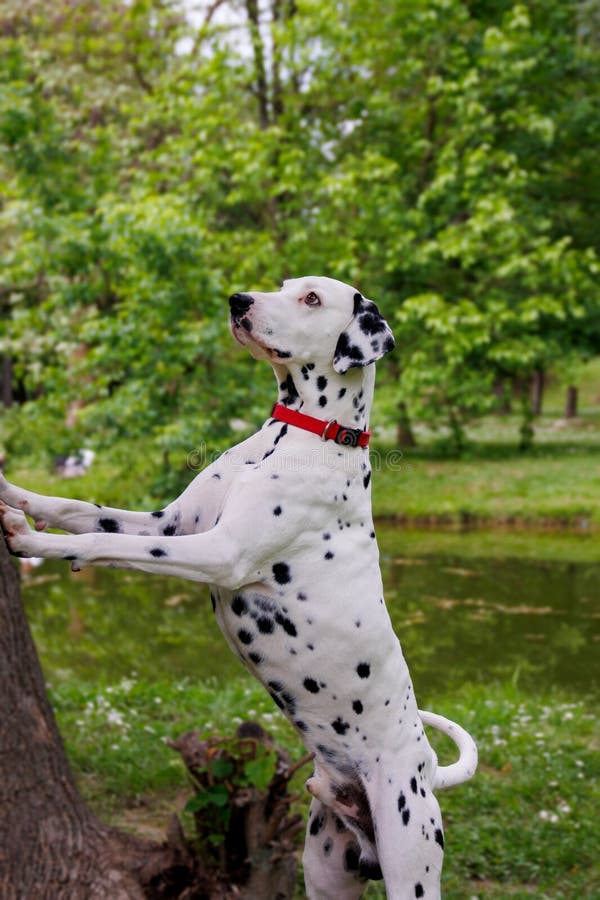 The Dalmatian is a breed of dog, which has a white coat marked with black or brown-coloured spots. Originating as a hunting dog, it was also used as a carriage dog in its early days. The origins of this breed can be traced back to present-day Croatia and its historical region of Dalmatia. The Dalmatian is a breed of dog, which has a white coat marked with black or brown-coloured spots. Originating as a hunting dog, it was also used as a carriage dog in its early days. The origins of this breed can be traced back to present-day Croatia and its historical region of Dalmatia.