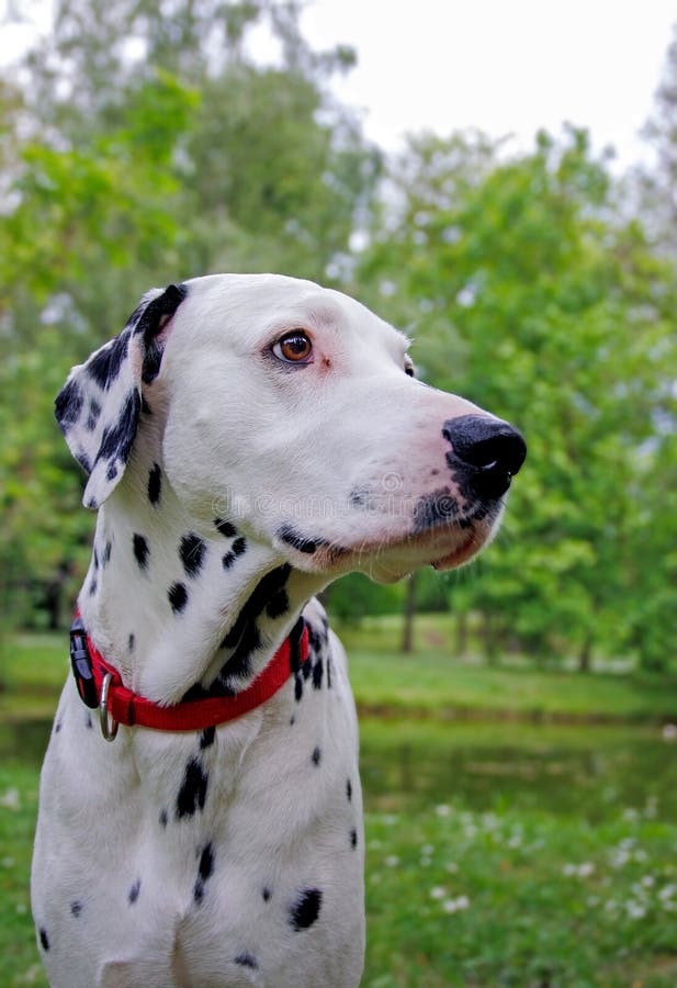 The Dalmatian is a breed of dog, which has a white coat marked with black or brown-coloured spots. Originating as a hunting dog, it was also used as a carriage dog in its early days. The origins of this breed can be traced back to present-day Croatia and its historical region of Dalmatia. The Dalmatian is a breed of dog, which has a white coat marked with black or brown-coloured spots. Originating as a hunting dog, it was also used as a carriage dog in its early days. The origins of this breed can be traced back to present-day Croatia and its historical region of Dalmatia.