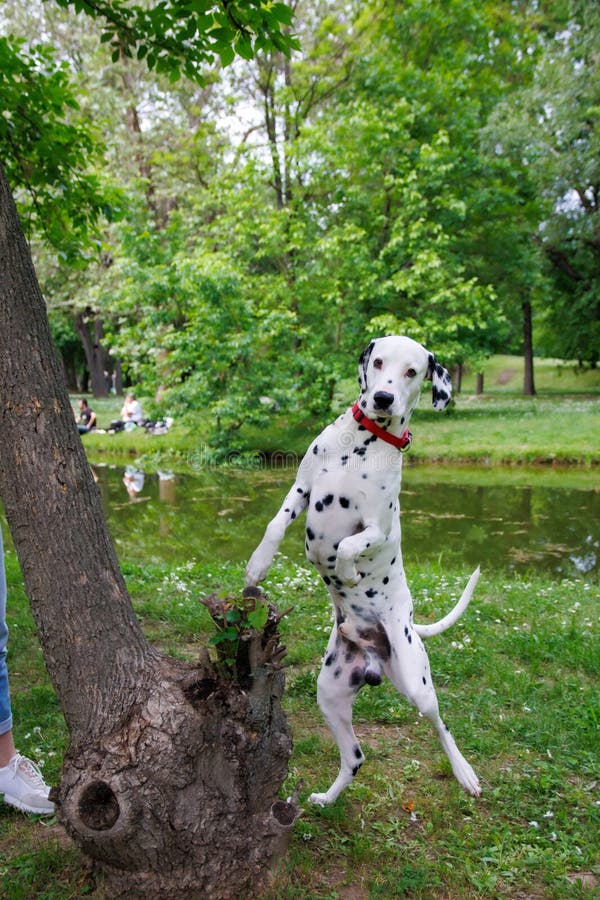 The Dalmatian is a breed of dog, which has a white coat marked with black or brown-coloured spots. Originating as a hunting dog, it was also used as a carriage dog in its early days. The origins of this breed can be traced back to present-day Croatia and its historical region of Dalmatia. The Dalmatian is a breed of dog, which has a white coat marked with black or brown-coloured spots. Originating as a hunting dog, it was also used as a carriage dog in its early days. The origins of this breed can be traced back to present-day Croatia and its historical region of Dalmatia.