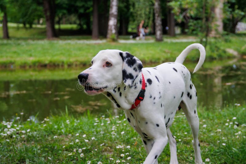 The Dalmatian is a breed of dog, which has a white coat marked with black or brown-coloured spots. Originating as a hunting dog, it was also used as a carriage dog in its early days. The origins of this breed can be traced back to present-day Croatia and its historical region of Dalmatia. The Dalmatian is a breed of dog, which has a white coat marked with black or brown-coloured spots. Originating as a hunting dog, it was also used as a carriage dog in its early days. The origins of this breed can be traced back to present-day Croatia and its historical region of Dalmatia.