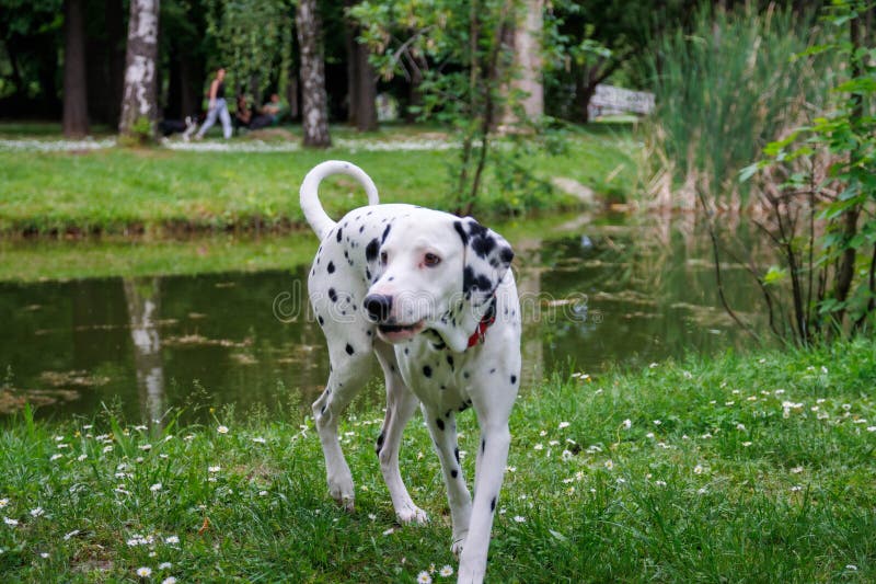 The Dalmatian is a breed of dog, which has a white coat marked with black or brown-coloured spots. Originating as a hunting dog, it was also used as a carriage dog in its early days. The origins of this breed can be traced back to present-day Croatia and its historical region of Dalmatia. The Dalmatian is a breed of dog, which has a white coat marked with black or brown-coloured spots. Originating as a hunting dog, it was also used as a carriage dog in its early days. The origins of this breed can be traced back to present-day Croatia and its historical region of Dalmatia.