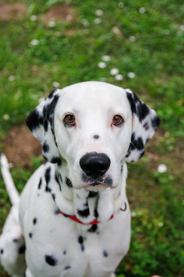 The Dalmatian is a breed of dog, which has a white coat marked with black or brown-coloured spots. Originating as a hunting dog, it was also used as a carriage dog in its early days. The origins of this breed can be traced back to present-day Croatia and its historical region of Dalmatia. The Dalmatian is a breed of dog, which has a white coat marked with black or brown-coloured spots. Originating as a hunting dog, it was also used as a carriage dog in its early days. The origins of this breed can be traced back to present-day Croatia and its historical region of Dalmatia.