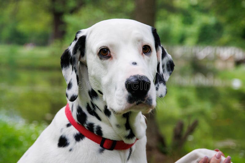 The Dalmatian is a breed of dog, which has a white coat marked with black or brown-coloured spots. Originating as a hunting dog, it was also used as a carriage dog in its early days. The origins of this breed can be traced back to present-day Croatia and its historical region of Dalmatia. The Dalmatian is a breed of dog, which has a white coat marked with black or brown-coloured spots. Originating as a hunting dog, it was also used as a carriage dog in its early days. The origins of this breed can be traced back to present-day Croatia and its historical region of Dalmatia.