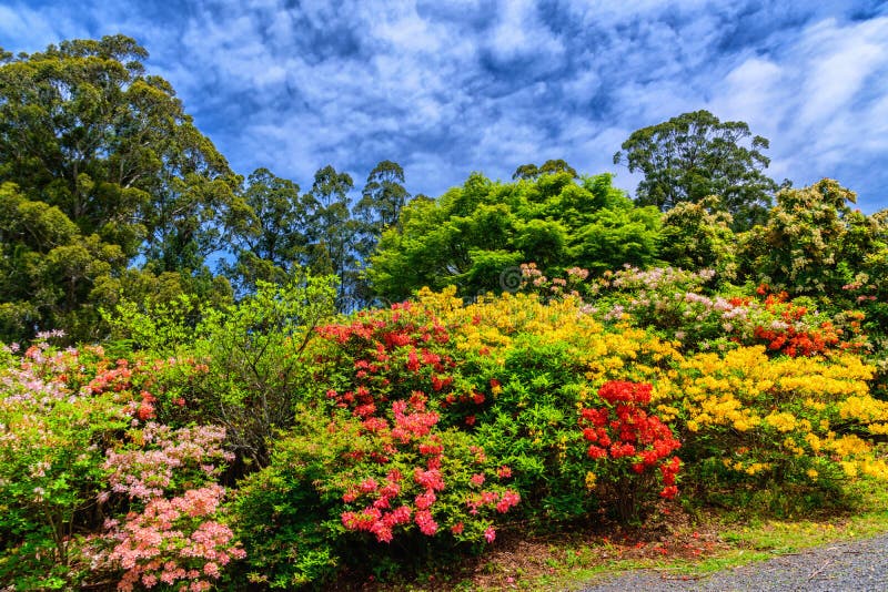 Colorful flowers in spring in National Rhododendron Gardens, Olinda, Victoria, Australia. Colorful flowers in spring in National Rhododendron Gardens, Olinda, Victoria, Australia