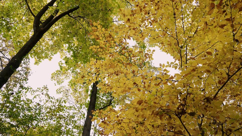 Πολύχρωμα φθινοπωρινά δέντρα Φωτογραφία δέντρων σε πραγματικό χρόνο το φθινόπωρο