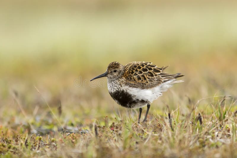 Πολύχρωμη σανίδα Calidris alpina στο ενδιαίτημά της στοκ εικόνες
