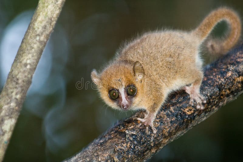 Grey Mouse Lemur (microcebus murinus). Endemic to Madagascar. Ranomafana National Park, Ranomafana, Madagascar. Grey Mouse Lemur (microcebus murinus). Endemic to Madagascar. Ranomafana National Park, Ranomafana, Madagascar