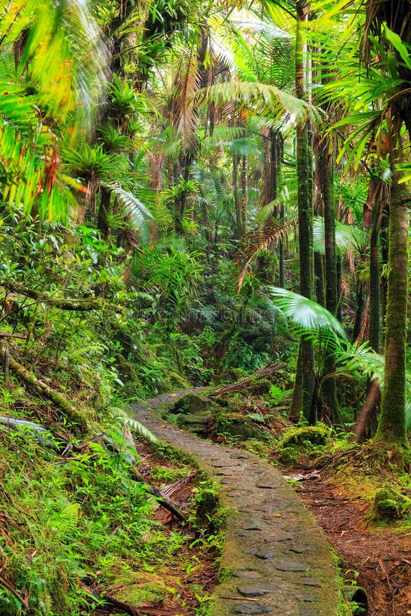 Πορεία EL Yunque στοκ φωτογραφίες Πορεία EL Yunque στοκ φωτογραφίες