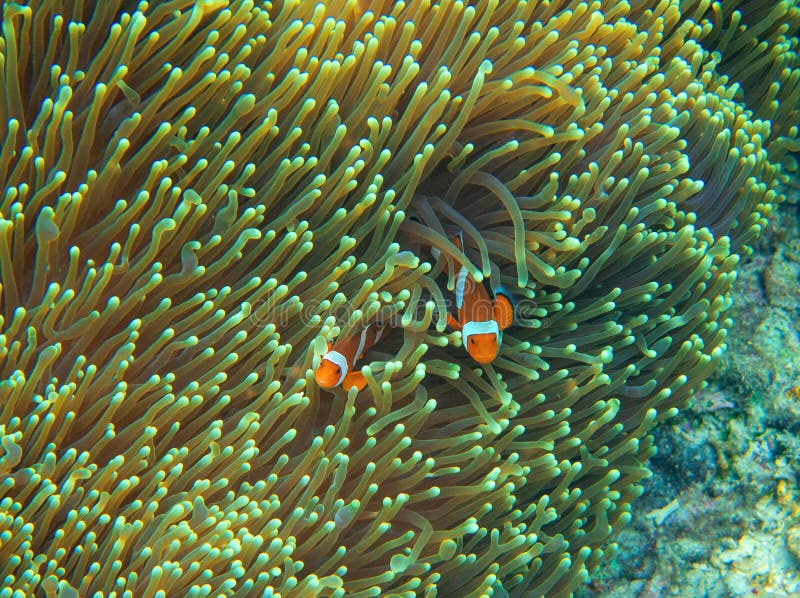 Πορτοκάλι clownfish στο ακτηνία Υποβρύχια φωτογραφία κοραλλιογενών υφάλων Οικογένεια ψαριών Nemo Τροπική ακτή που κολυμπά με αναπ στοκ φωτογραφίες Πορτοκάλι clownfish στο ακτηνία Υποβρύχια φωτογραφία κοραλλιογενών υφάλων Οικογένεια ψαριών Nemo Τροπική ακτή που κολυμπά με αναπ στοκ φωτογραφίες