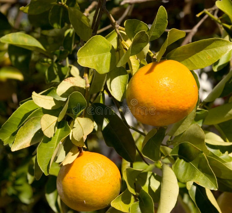 πορτοκάλι της Φλώριδας
