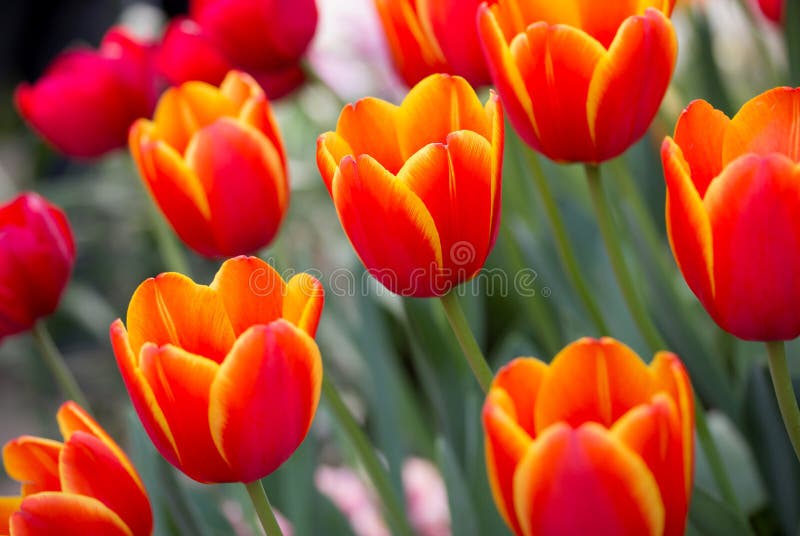 Orange tulip flower in the garden. Orange tulip flower in the garden