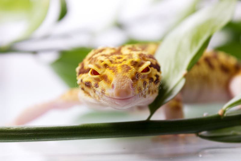 Πορτοκαλί gecko λεοπαρδάλεων στοκ φωτογραφία Πορτοκαλί gecko λεοπαρδάλεων στοκ φωτογραφία