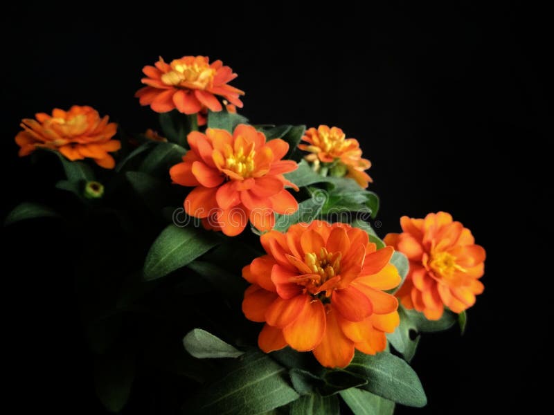 Πορτοκαλί μαύρο υπόβαθρο λουλουδιών της Zinnia στοκ φωτογραφία με δικαίωμα ελεύθερης χρήσης