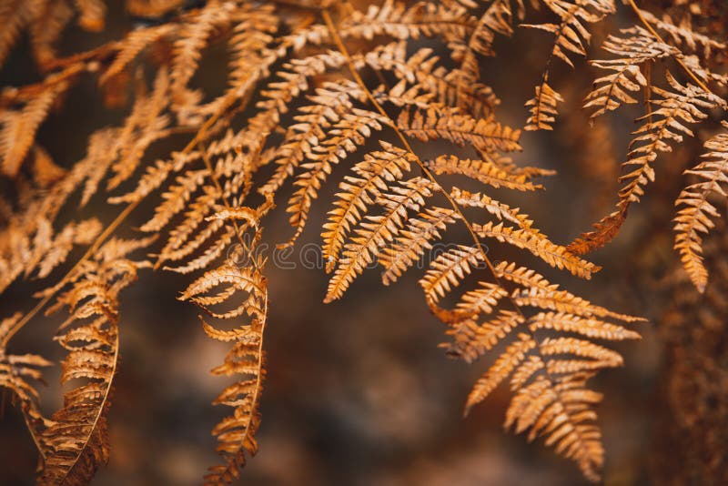 Πορτοκαλί φθινοπωρινό φύλλο στο Moody Forest Bokeh και σε φιλτραρισμένη εικόνα με vintage
