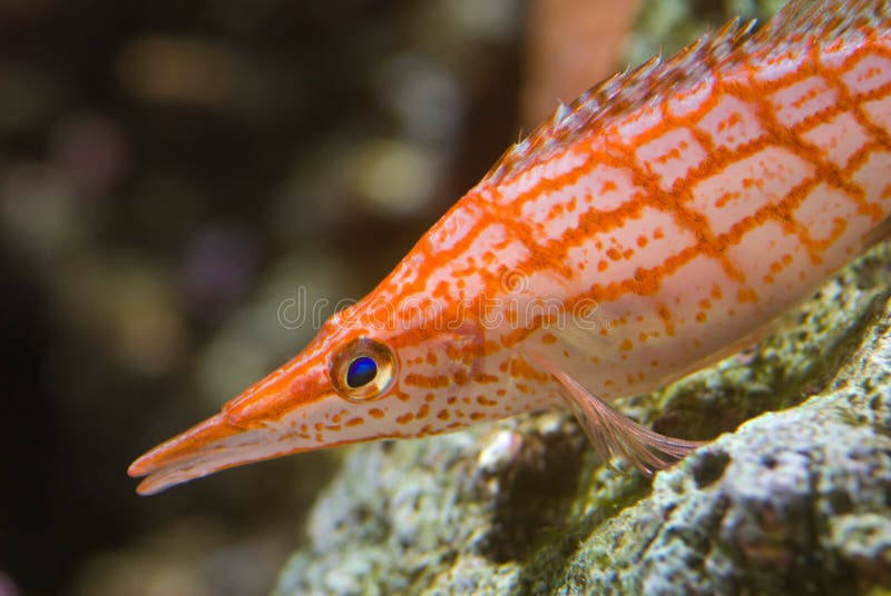 An orange stripped sea fish with a blue eye. An orange stripped sea fish with a blue eye