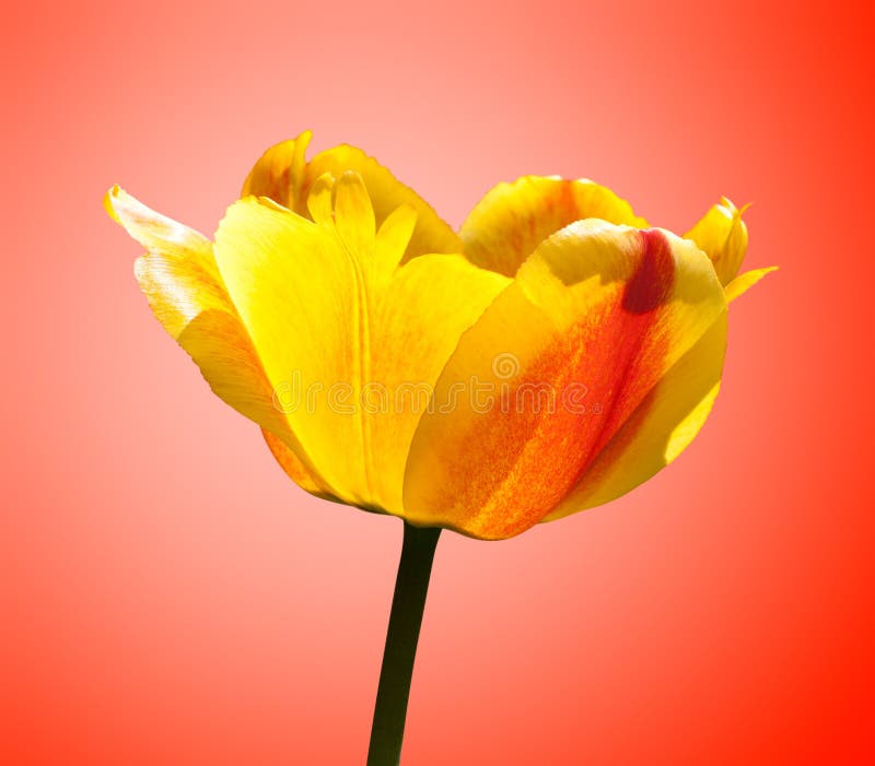 Tulip flower on a orange gradient background. Tulip flower on a orange gradient background