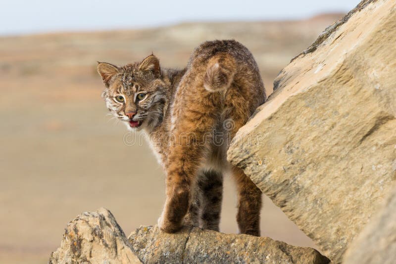 Πορτρέτο Bobcat στοκ εικόνες με δικαίωμα ελεύθερης χρήσης Πορτρέτο Bobcat στοκ εικόνες με δικαίωμα ελεύθερης χρήσης