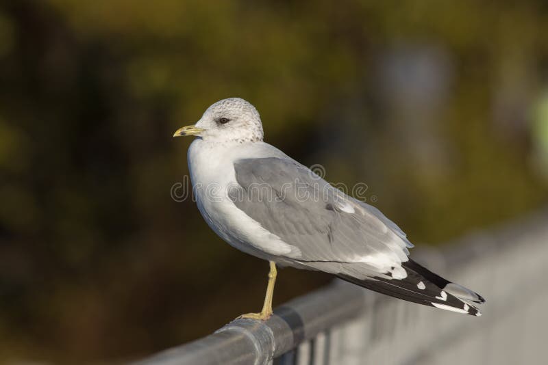 Πορτρέτο seagull στοκ εικόνα Πορτρέτο seagull στοκ εικόνα
