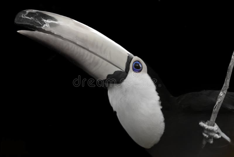 Πορτρέτο toucan στο μαύρο υπόβαθρο στοκ εικόνες Πορτρέτο toucan στο μαύρο υπόβαθρο στοκ εικόνες