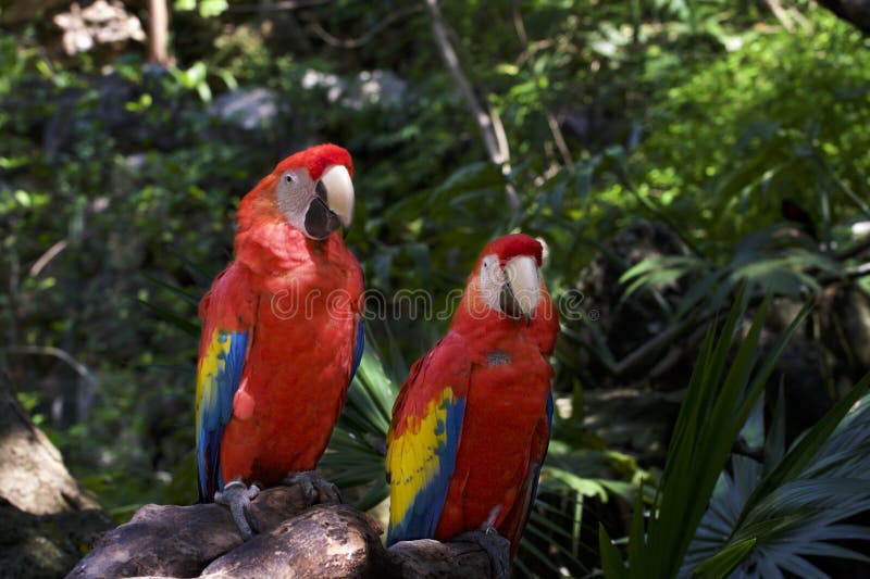 Πορτρέτο δύο ζωηρόχρωμων macaws στη ζούγκλα στοκ εικόνες με δικαίωμα ελεύθερης χρήσης Πορτρέτο δύο ζωηρόχρωμων macaws στη ζούγκλα στοκ εικόνες με δικαίωμα ελεύθερης χρήσης
