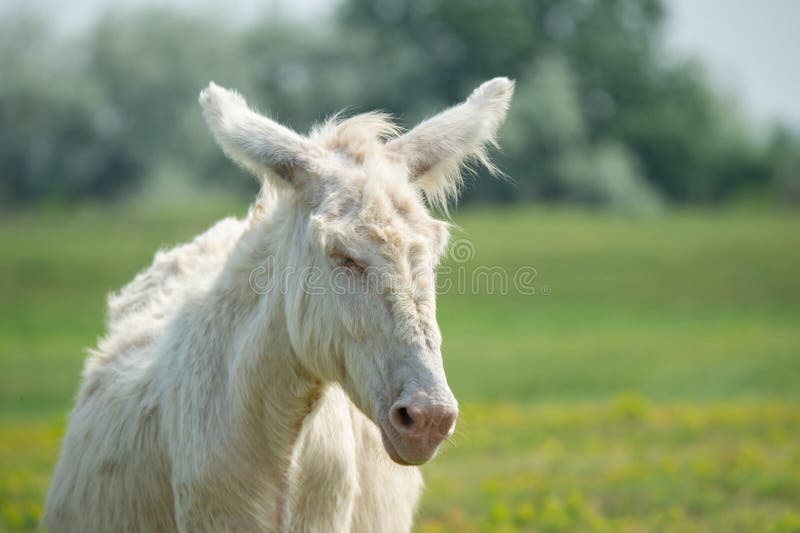 Portrait of a dozily white donkey - special breeding - Burgenland Austria. Portrait of a dozily white donkey - special breeding - Burgenland Austria