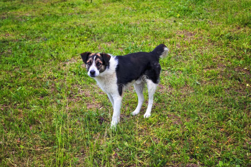 Πορτρέτο ενός γραπτού χρωματισμού σκυλιών pooch που περπατά σε έναν πράσινο χορτοτάπητα στοκ εικόνα με δικαίωμα ελεύθερης χρήσης Πορτρέτο ενός γραπτού χρωματισμού σκυλιών pooch που περπατά σε έναν πράσινο χορτοτάπητα στοκ εικόνα με δικαίωμα ελεύθερης χρήσης