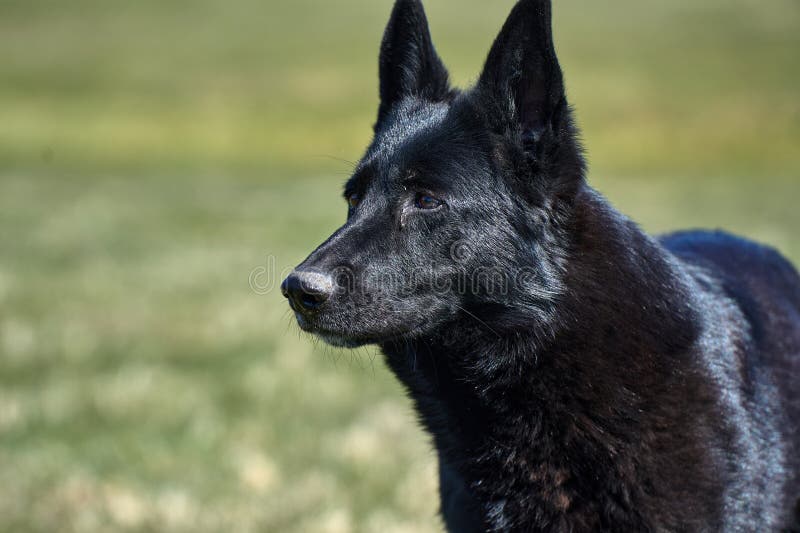 Portrait of a beautiful German Shepherd dog taken in a meadow on a sunny spring day in Skaraborg Sweden. Portrait of a beautiful German Shepherd dog taken in a meadow on a sunny spring day in Skaraborg Sweden.