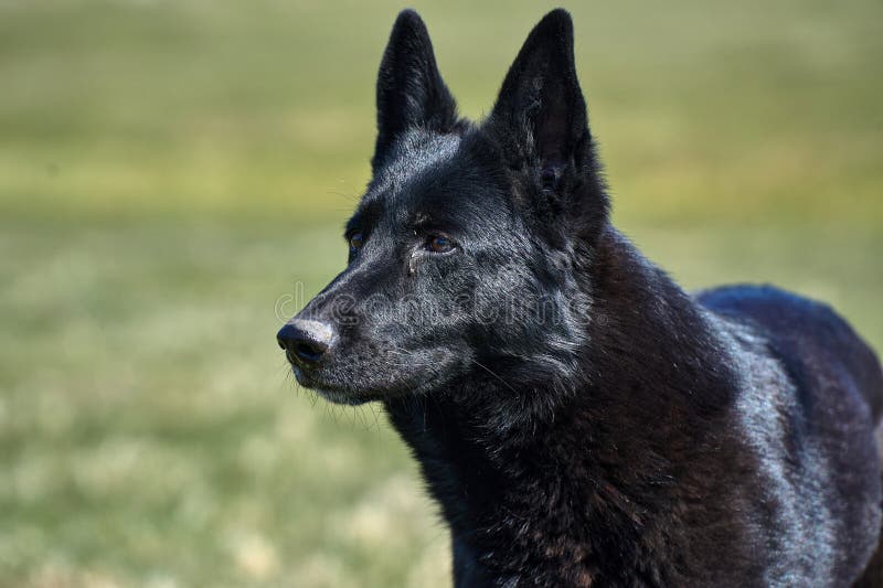 Portrait of a beautiful German Shepherd dog taken in a meadow on a sunny spring day in Skaraborg Sweden. Portrait of a beautiful German Shepherd dog taken in a meadow on a sunny spring day in Skaraborg Sweden.