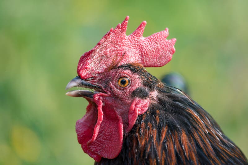 Πορτρέτο ενός όμορφου κόκκορα στα πράσινα gras στοκ εικόνες με δικαίωμα ελεύθερης χρήσης Πορτρέτο ενός όμορφου κόκκορα στα πράσινα gras στοκ εικόνες με δικαίωμα ελεύθερης χρήσης