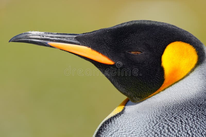 Πορτρέτο λεπτομέρειας του βασιλιά penguin στην Ανταρκτική Επικεφαλής του penguin Πουλί από τις Νήσους Φώκλαντ στοκ εικόνες Πορτρέτο λεπτομέρειας του βασιλιά penguin στην Ανταρκτική Επικεφαλής του penguin Πουλί από τις Νήσους Φώκλαντ στοκ εικόνες