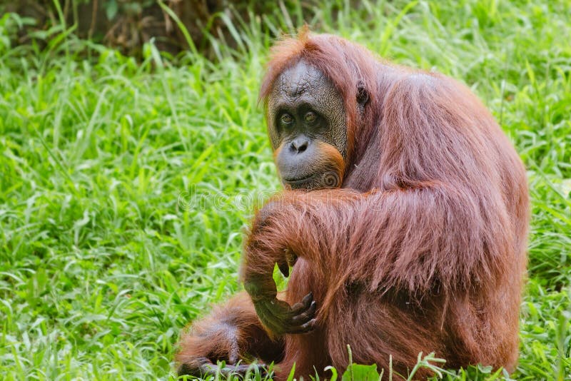 Πορτρέτο θηλυκός orangutan στοκ εικόνα με δικαίωμα ελεύθερης χρήσης