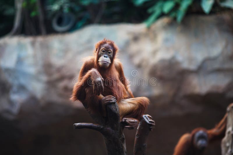 Πορτρέτο θηλυκός orangutan στοκ φωτογραφίες με δικαίωμα ελεύθερης χρήσης