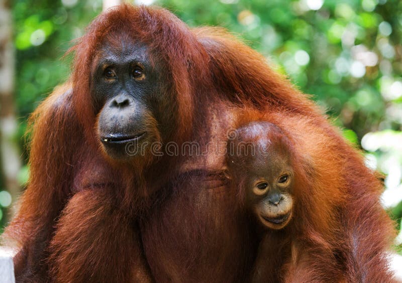 Πορτρέτο θηλυκός orangutan με ένα μωρό στις άγρια περιοχές Ινδονησία Το νησί Kalimantan & x28 Borneo& x29 στοκ εικόνες