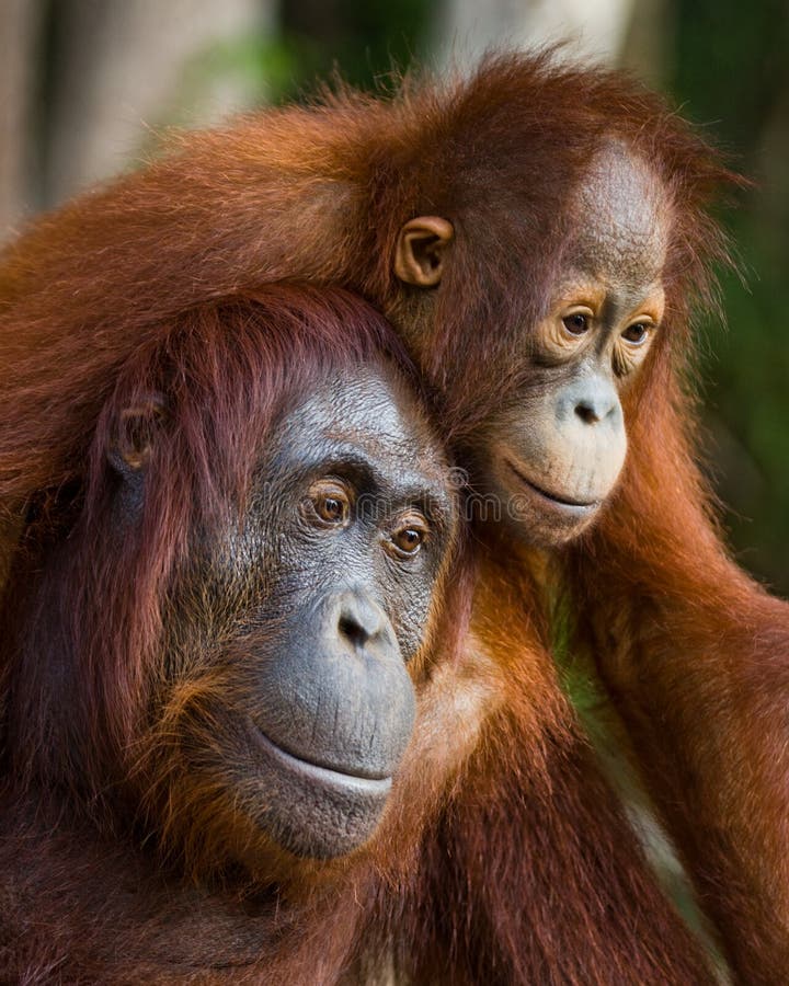 Πορτρέτο θηλυκός orangutan με ένα μωρό στις άγρια περιοχές Ινδονησία Το νησί Kalimantan & x28 Borneo& x29 στοκ εικόνα με δικαίωμα ελεύθερης χρήσης