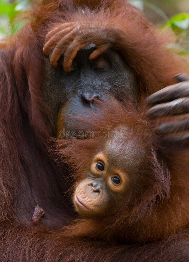 Πορτρέτο θηλυκός orangutan με ένα μωρό στις άγρια περιοχές Ινδονησία Το νησί Kalimantan & x28 Borneo& x29 στοκ φωτογραφίες με δικαίωμα ελεύθερης χρήσης