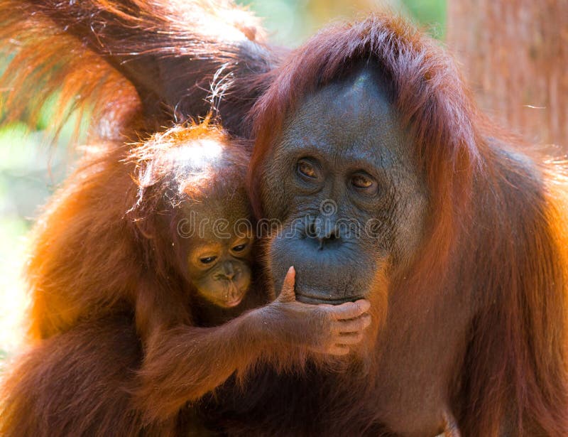 Πορτρέτο θηλυκός orangutan με ένα μωρό στις άγρια περιοχές Ινδονησία Το νησί Kalimantan & x28 Borneo& x29 στοκ φωτογραφία