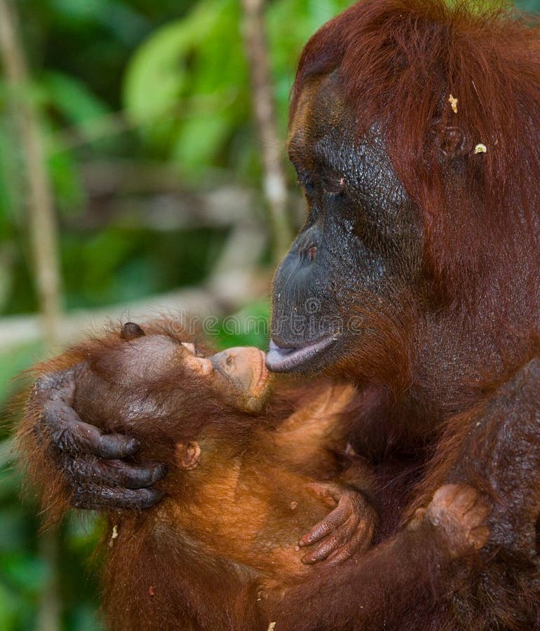 Πορτρέτο θηλυκός orangutan με ένα μωρό στις άγρια περιοχές Ινδονησία Το νησί Kalimantan Μπόρνεο στοκ εικόνα με δικαίωμα ελεύθερης χρήσης