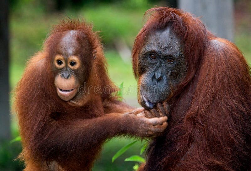 Πορτρέτο θηλυκός orangutan με ένα μωρό στις άγρια περιοχές Ινδονησία Το νησί Kalimantan Μπόρνεο στοκ εικόνες με δικαίωμα ελεύθερης χρήσης