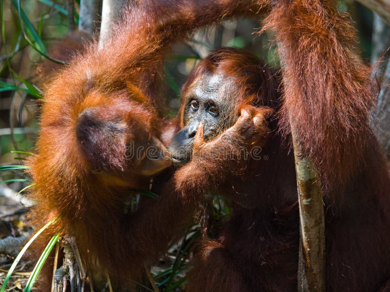 Πορτρέτο θηλυκός orangutan με ένα μωρό στις άγρια περιοχές Ινδονησία Το νησί Kalimantan Μπόρνεο στοκ εικόνα με δικαίωμα ελεύθερης χρήσης