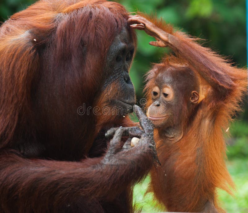 Πορτρέτο θηλυκός orangutan με ένα μωρό στις άγρια περιοχές Ινδονησία Το νησί Kalimantan Μπόρνεο στοκ εικόνα