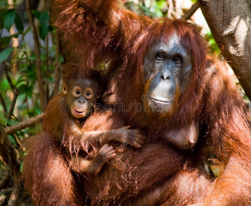 Πορτρέτο θηλυκός orangutan με ένα μωρό στις άγρια περιοχές Ινδονησία Το νησί Kalimantan Μπόρνεο στοκ φωτογραφίες