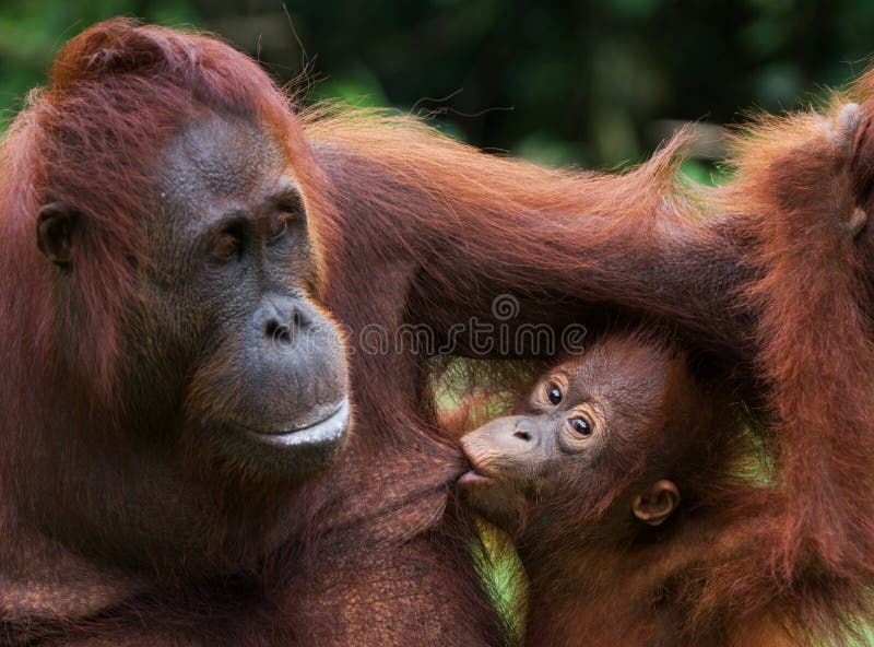 Πορτρέτο θηλυκός orangutan με ένα μωρό στις άγρια περιοχές Ινδονησία Το νησί Kalimantan Μπόρνεο στοκ φωτογραφία με δικαίωμα ελεύθερης χρήσης
